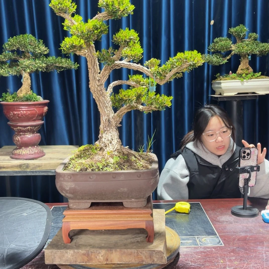 四季常青老桩黄杨盆景