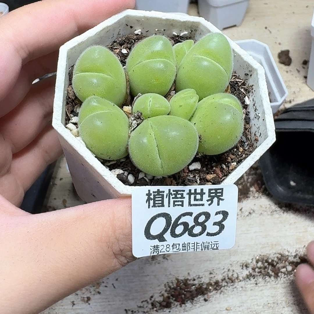 多肉我的东西法风格