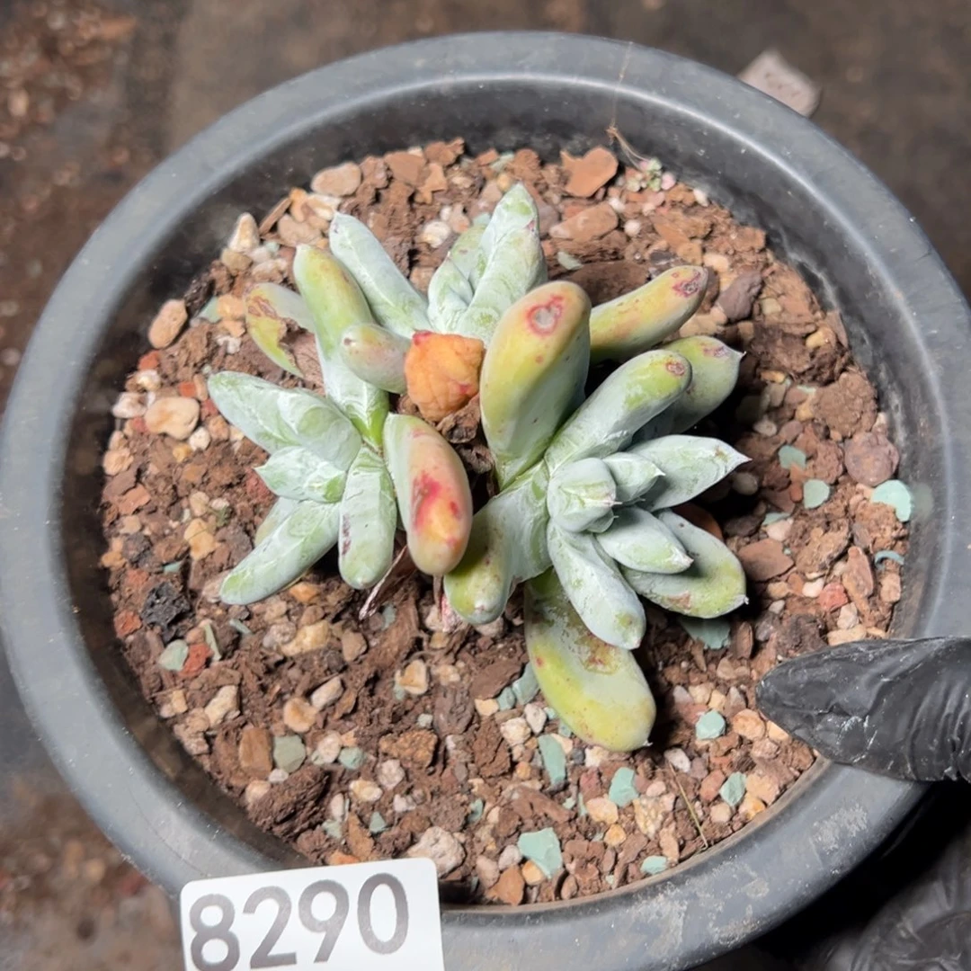 8290哈哈哈哈哈哈哈哈