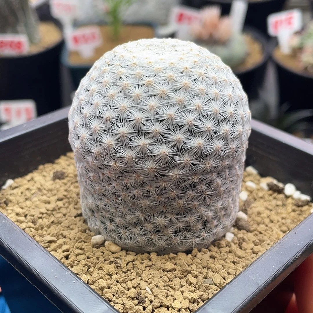 紫花大玉白鸟仙人球多肉植物