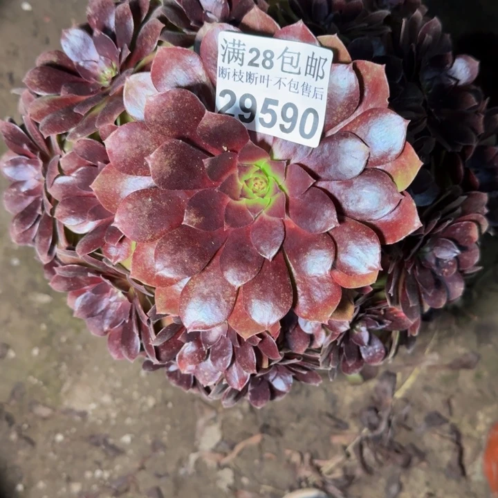 29590南美人多肉植物