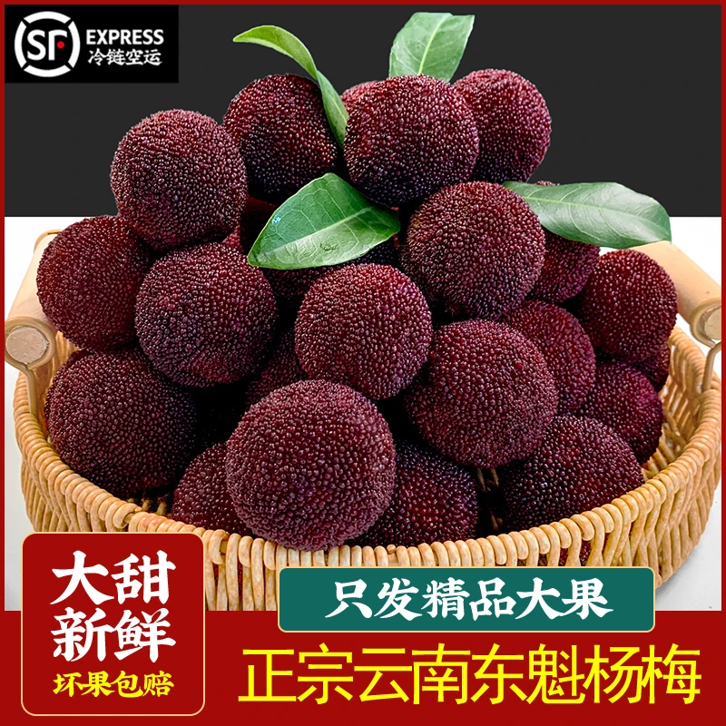 【7A 尝鲜】【东魁杨梅】当季新鲜水果云南杨梅鲜果现摘现发顺丰包邮