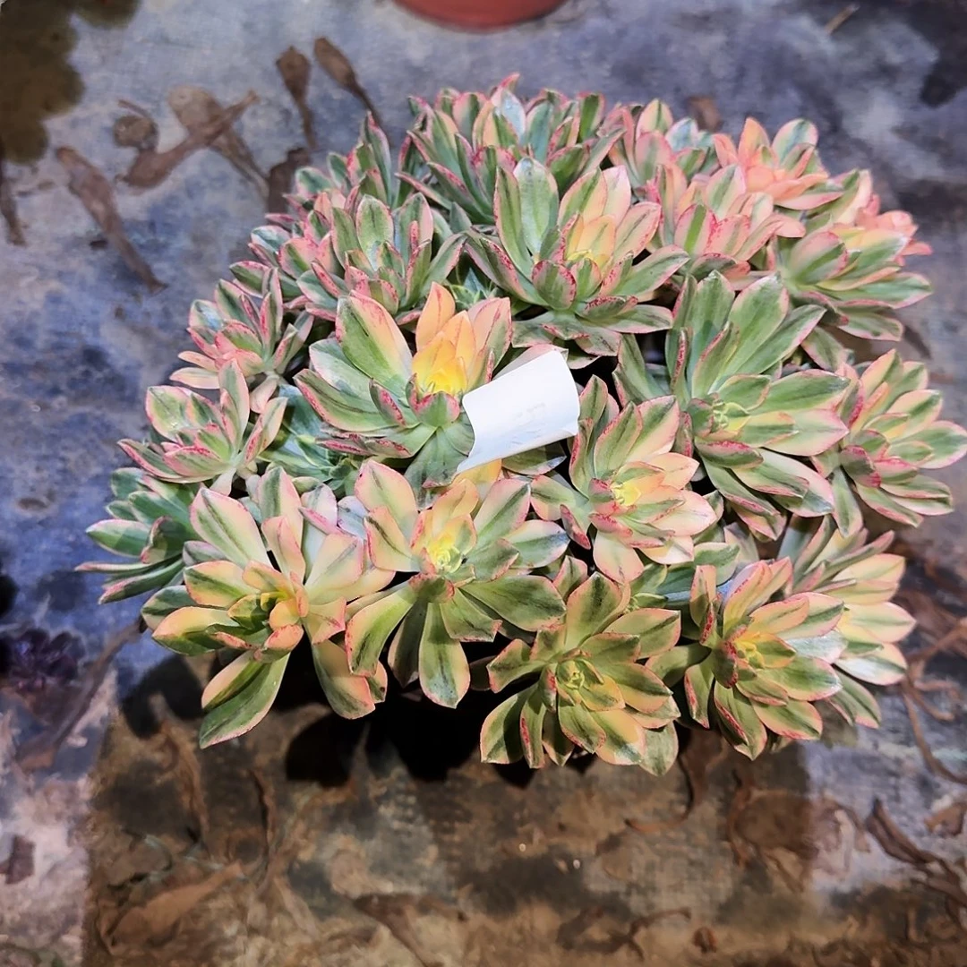 多肉植物甜茶0522