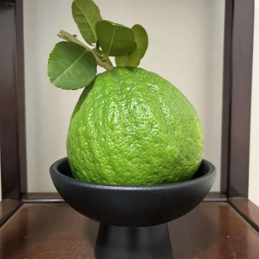 顺丰包邮云南鲜花香橼果产地直发好养护