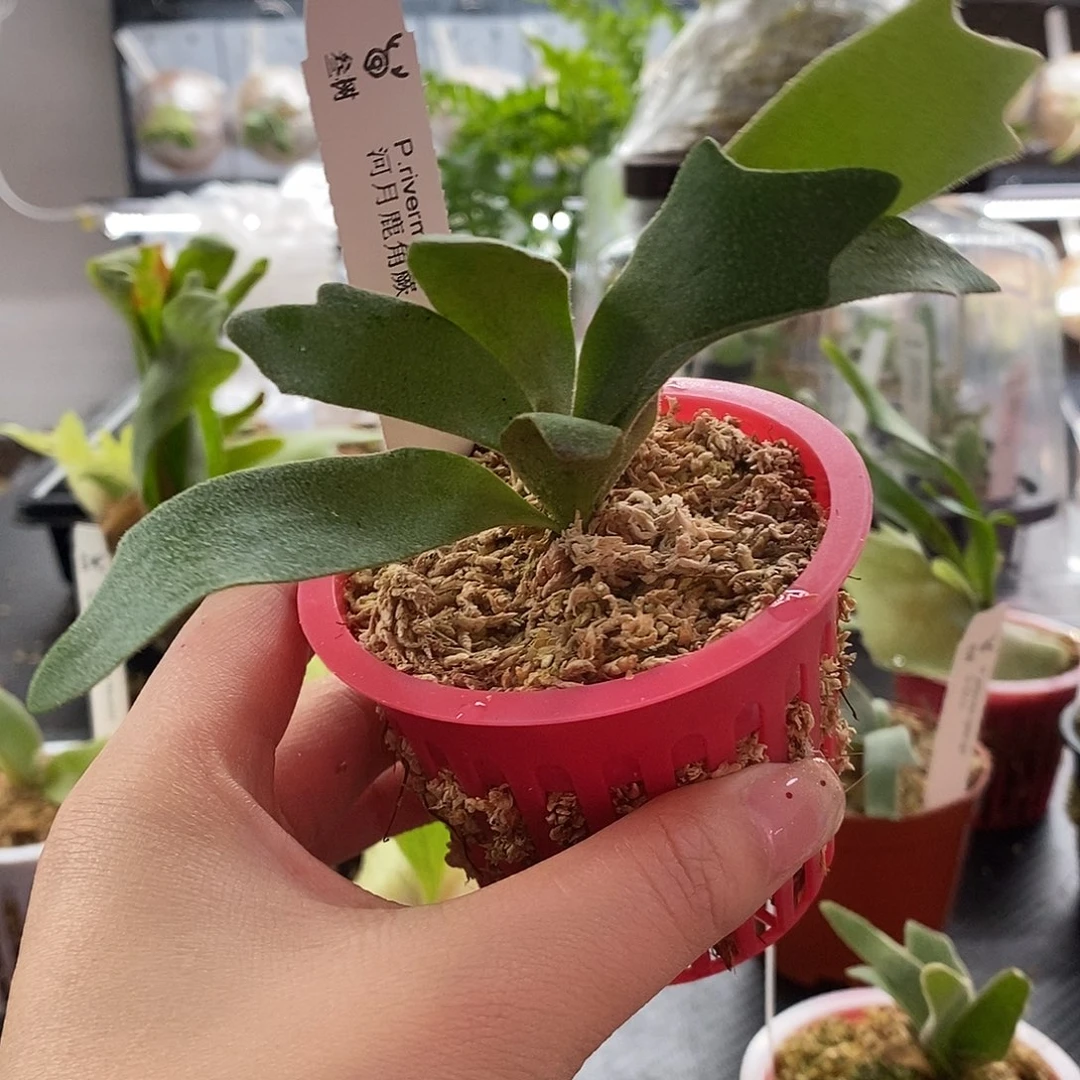 无花朵河月鹿角蕨