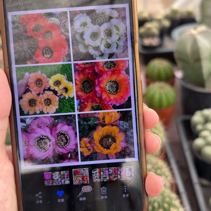 二个实生黑喉脱土发择大发