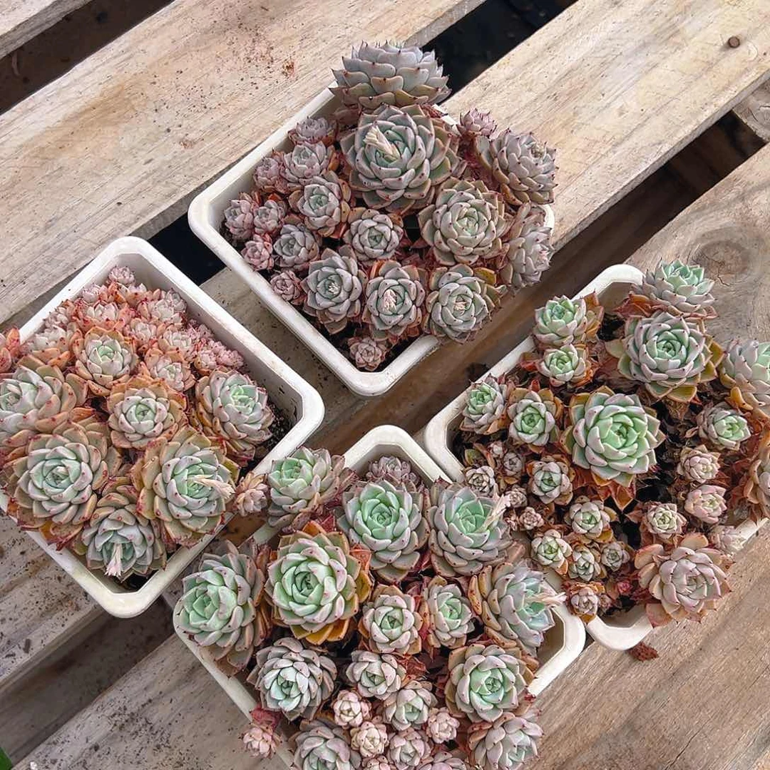 纱罗姬牡丹，满18包邮