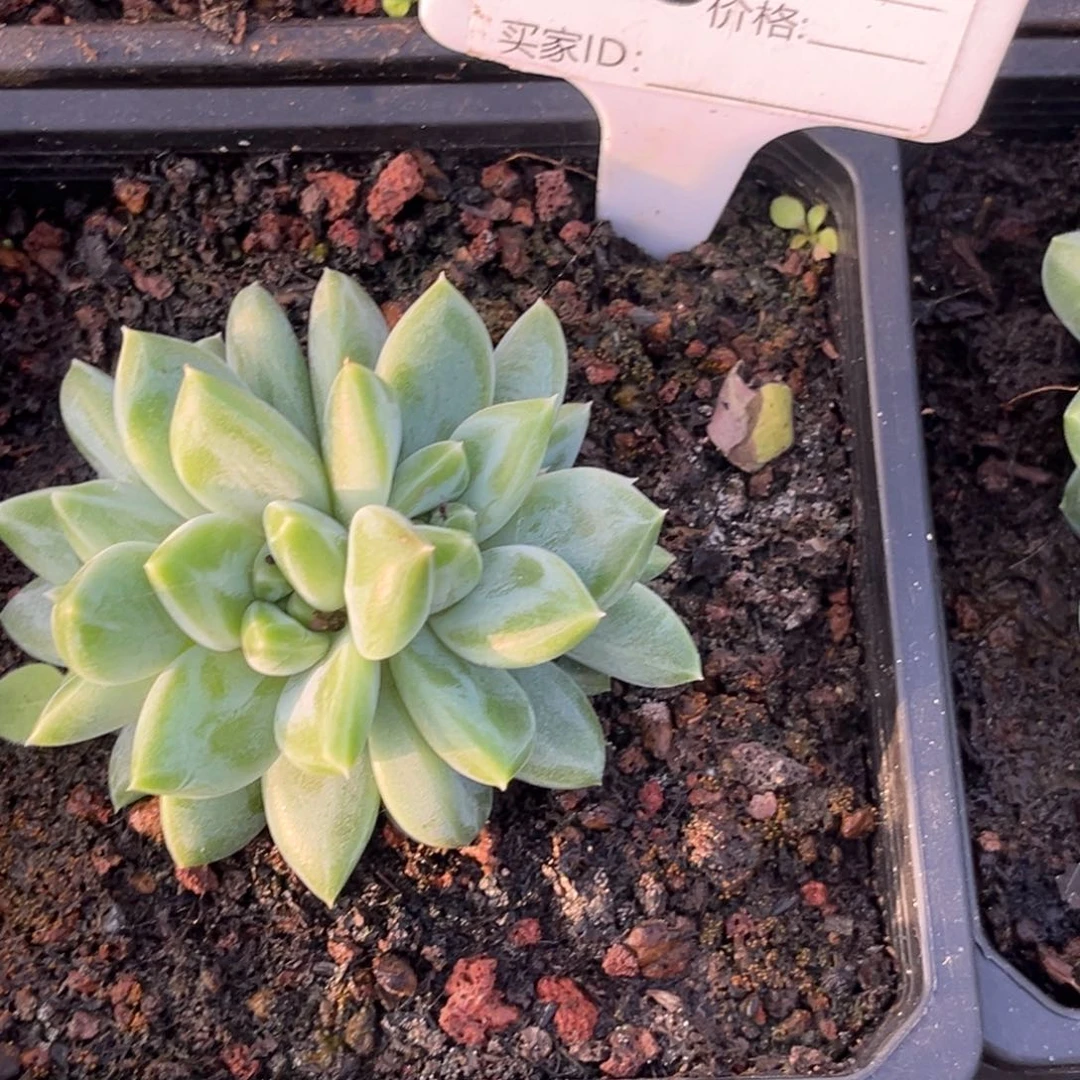 一***家青禾美人多肉植物488