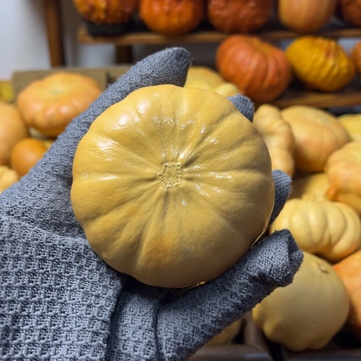 我的墨西哥七彩葫芦