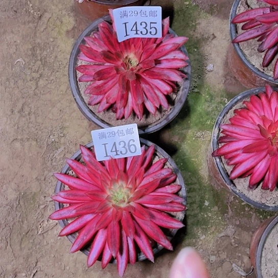 143536朱雀多肉植物