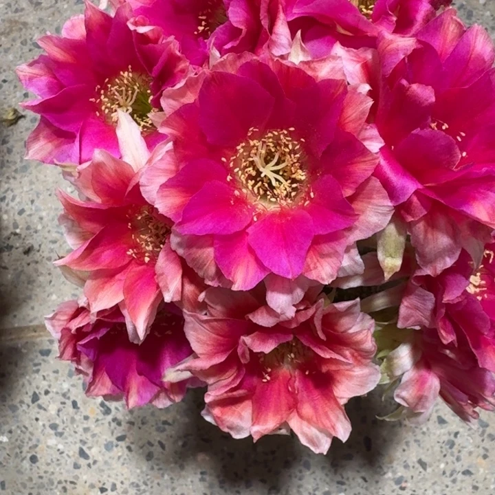 4丽花水花歪3公分左右无根侧牙，20包邮