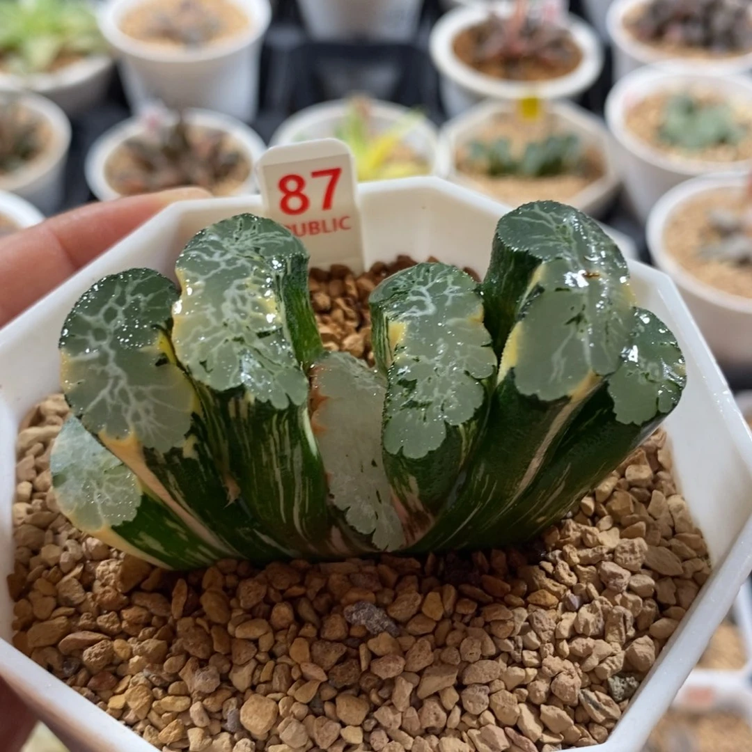 87北宅玉扇锦一物一图