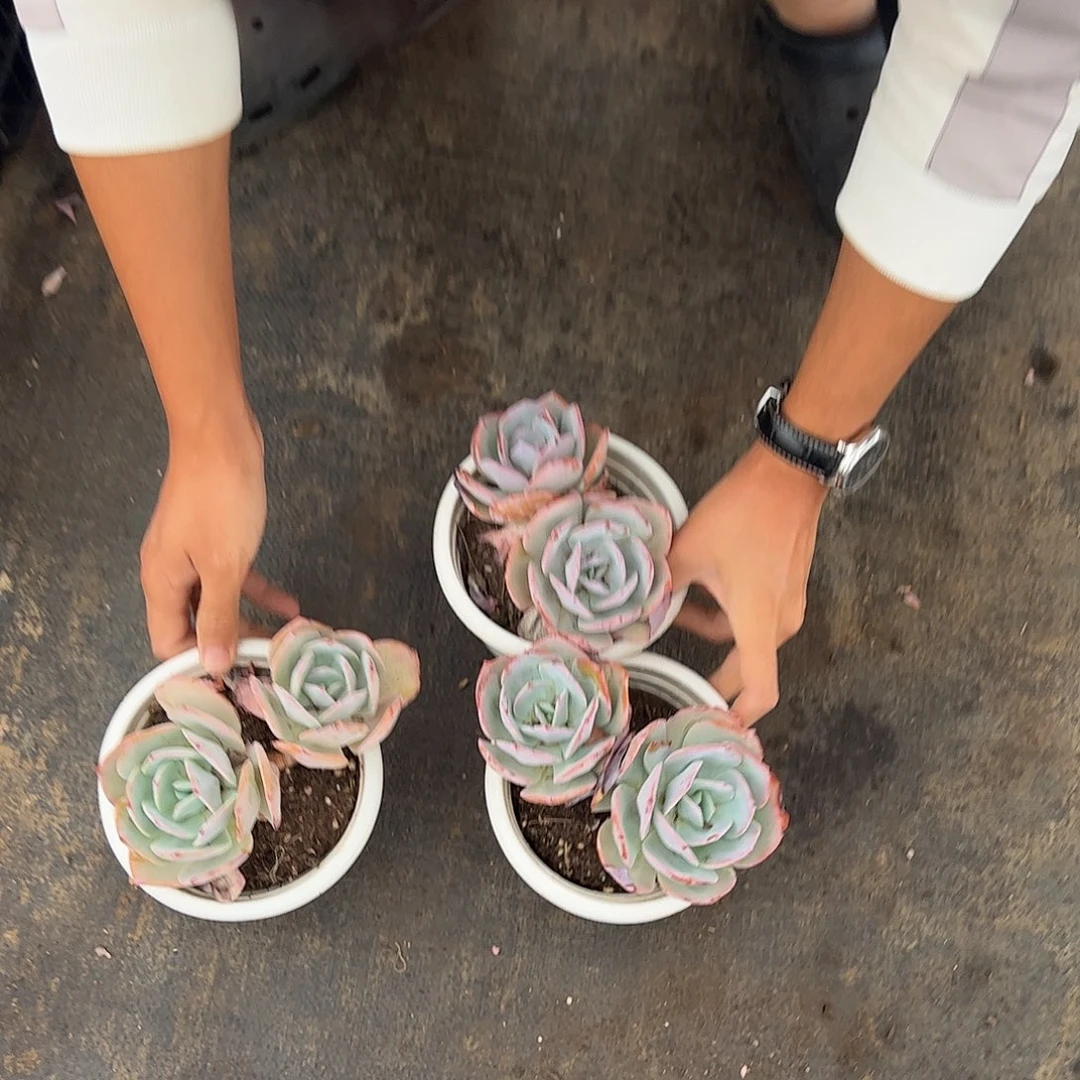 双头起发血凤三盆