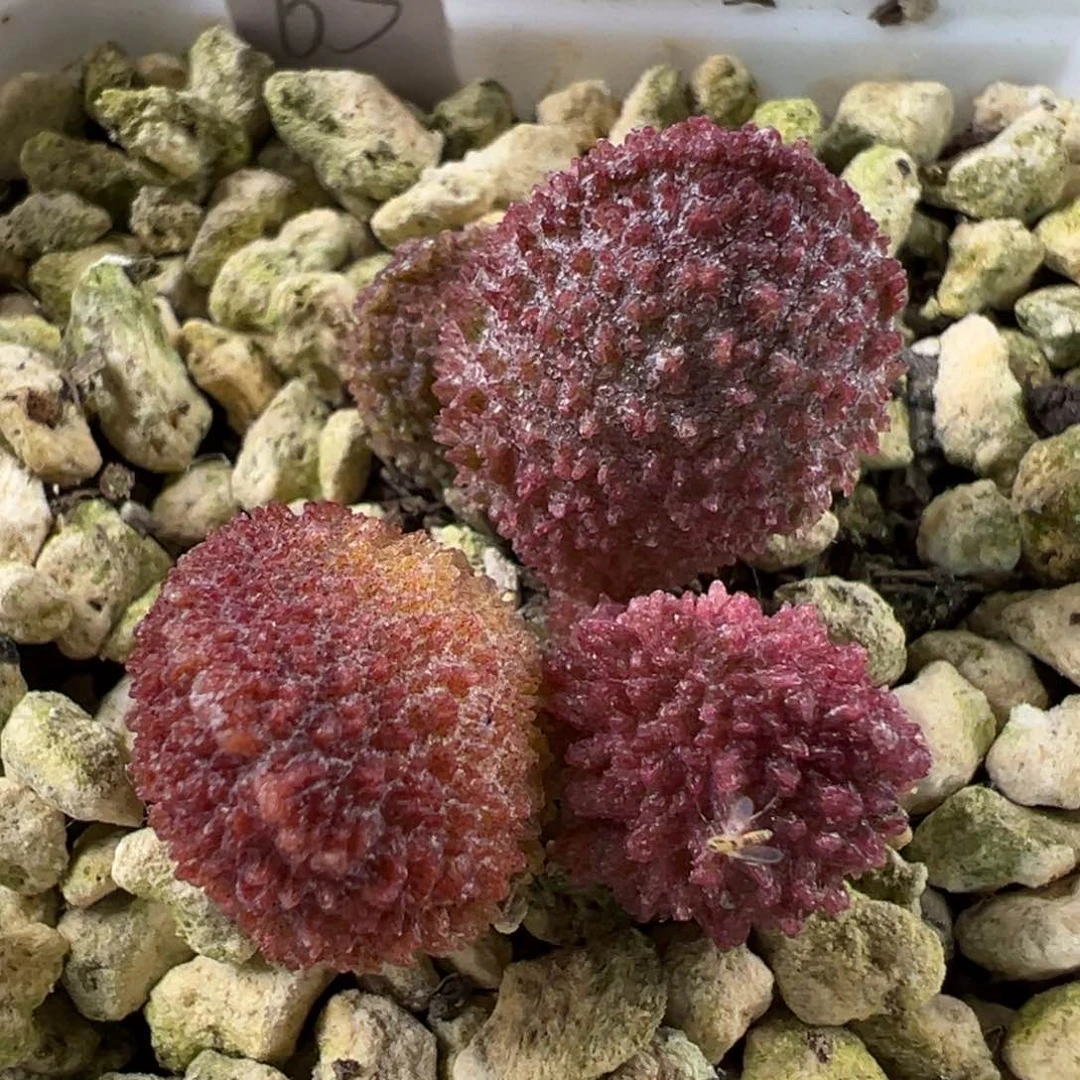 满纹颗粒款实生新品多肉植物水泡