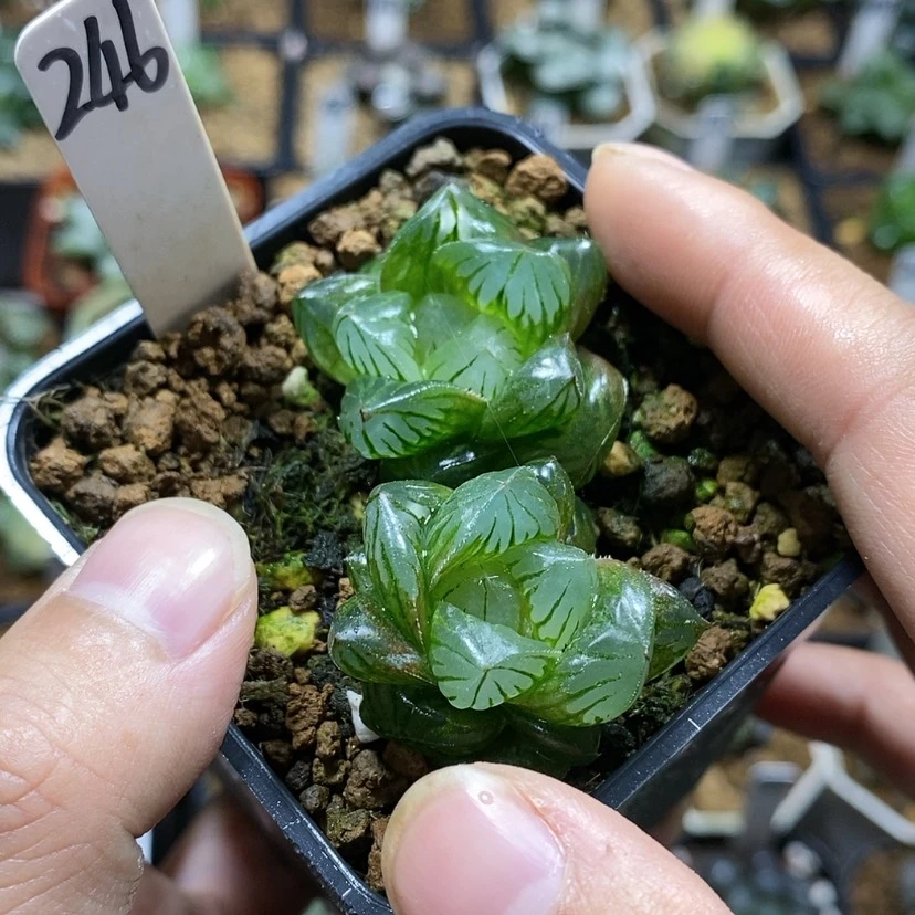 【闪购商品】246水晶