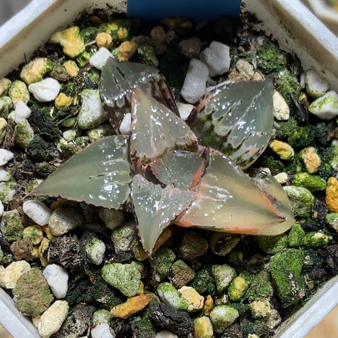 恭喜发财大吉大利843