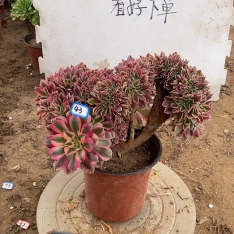 粉女巫缀一物一拍