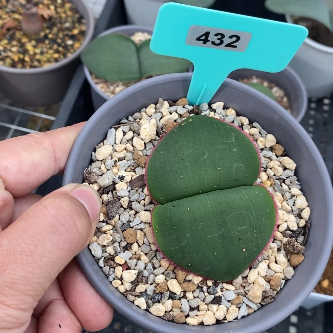 阔叶雪莲多肉植物