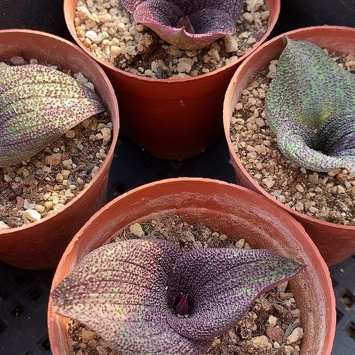 紫镜一颗买2送1。