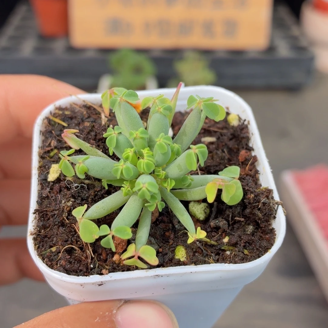棒叶酢浆草多肉9.9包邮发货