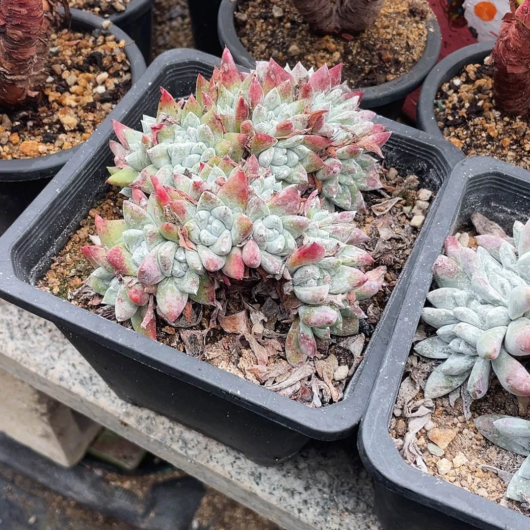 晨溪园艺仙女杯呀