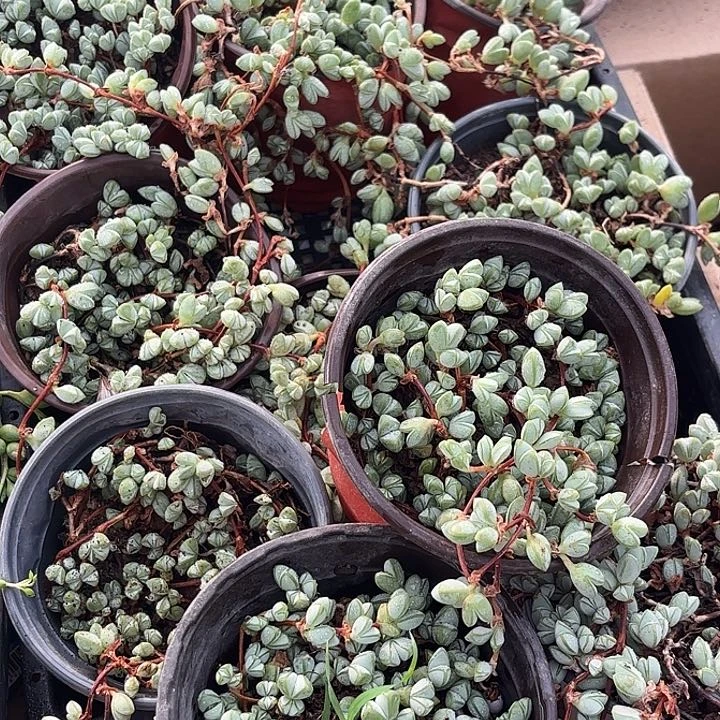 大碧玉莲随机2盆一组发货