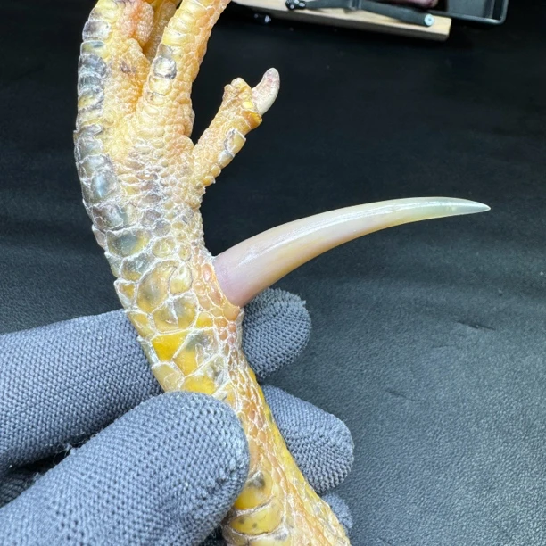 文玩鸡爪骨手把件（单只 处理好发货十天左右发货）