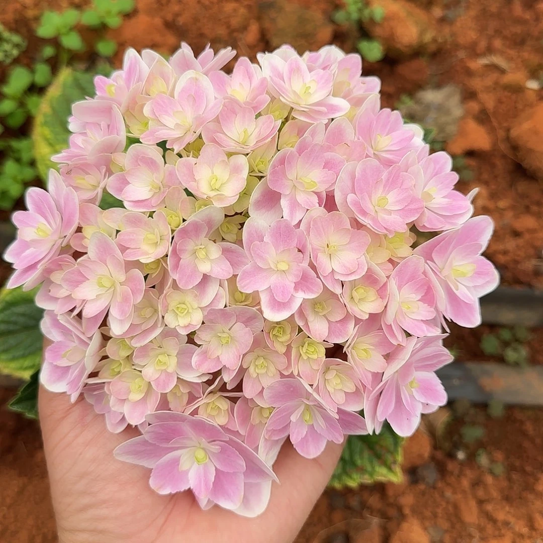 绣球切花一物一拍3枝起包邮，58