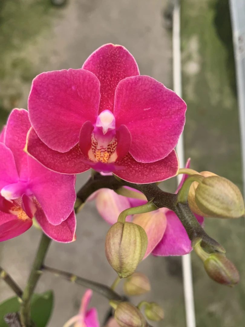 【甜心公主】（淡香味）蝴蝶兰带花带花苞好养易活