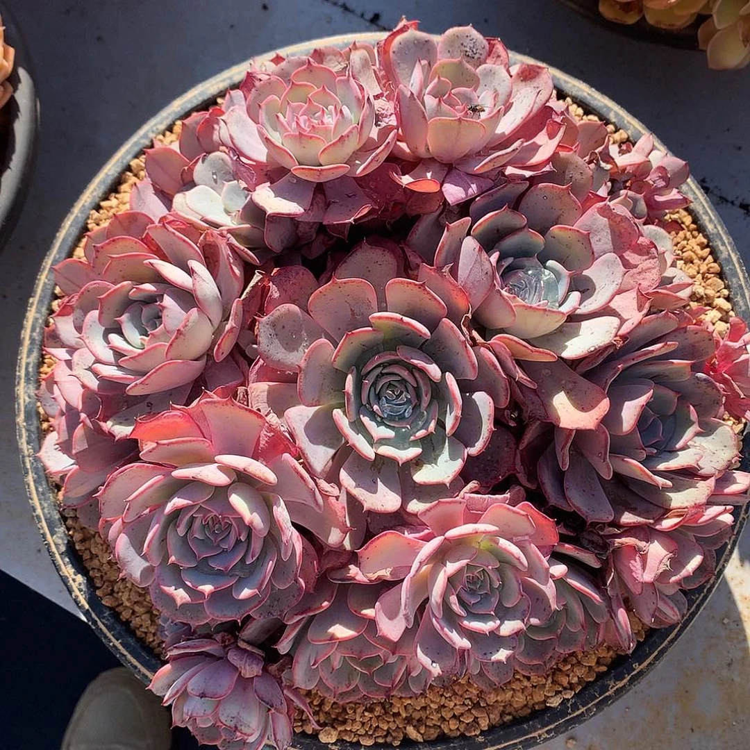 劳伦斯多肉一物一拍