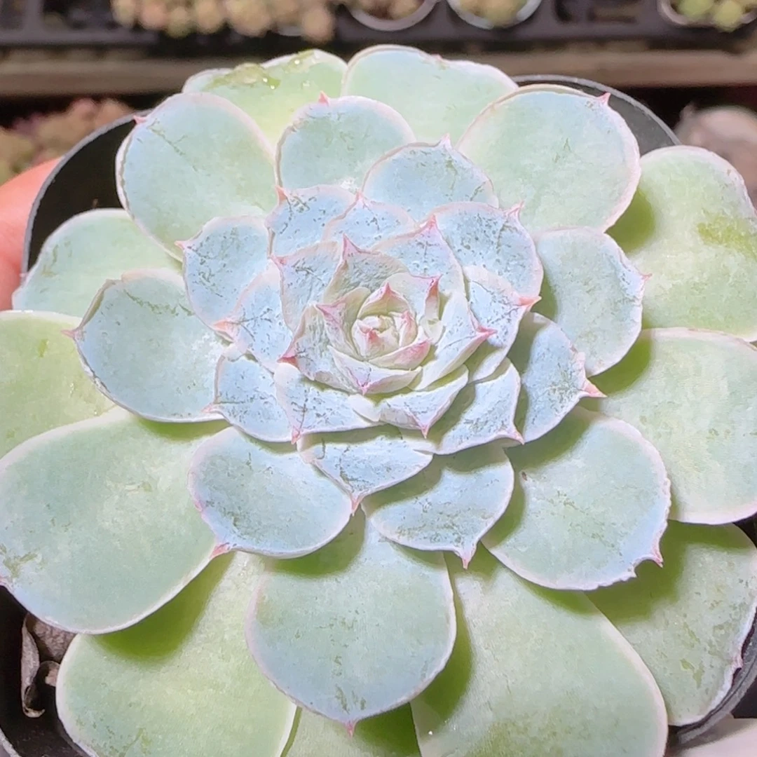 花语逸镜1022-103雪妖