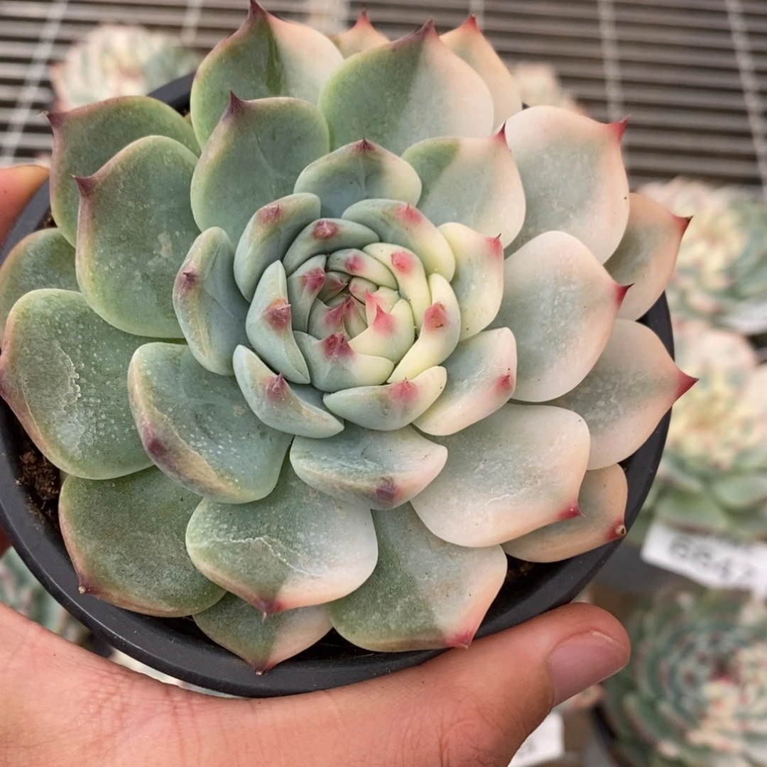 吉娃娃锦多肉植物6853