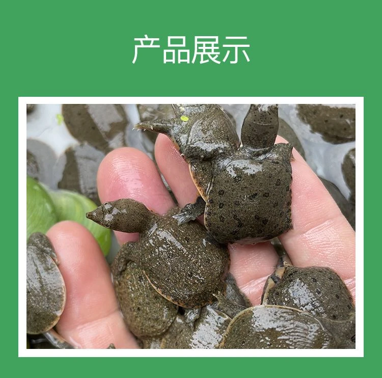 鲜活小苗外塘冷水养殖中华鳖团鱼水鱼苗