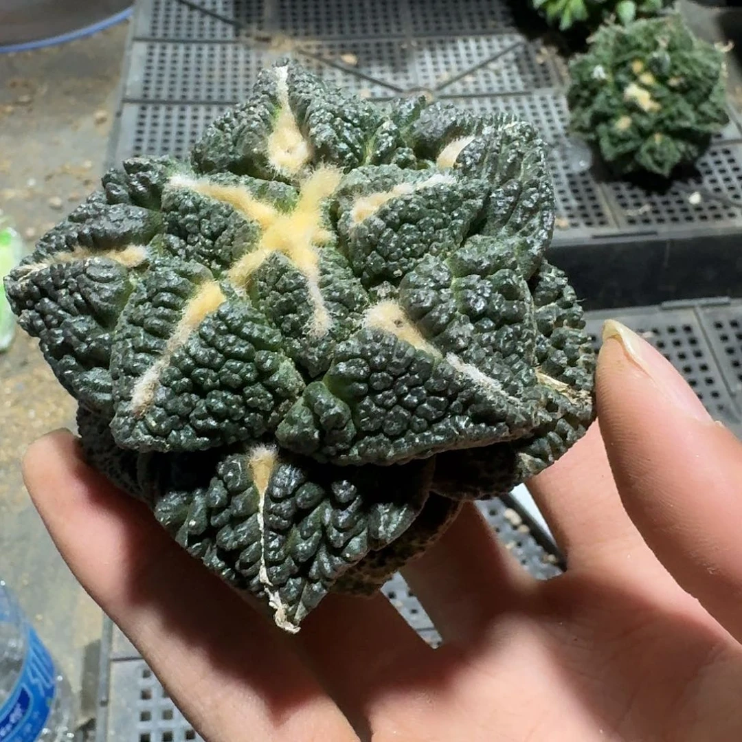 041号仙人球根有了