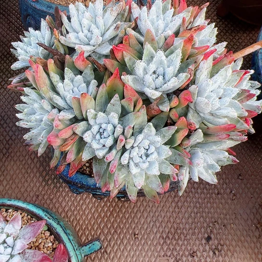 3028白雪仙女杯多肉