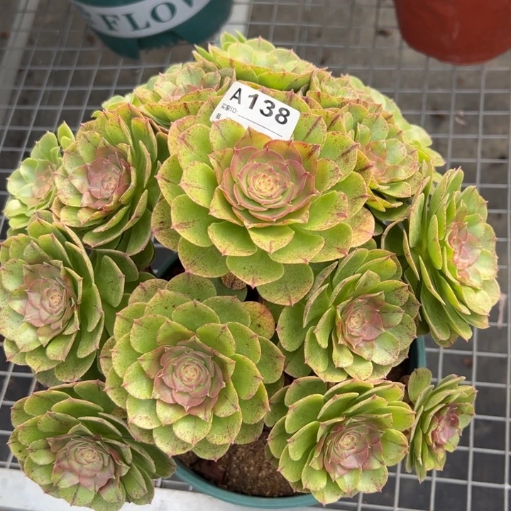 138万拉丝25厘米左右