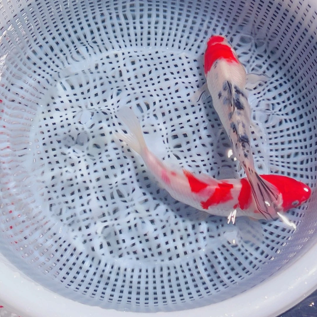 锦鲤锦鲤观赏鱼8888