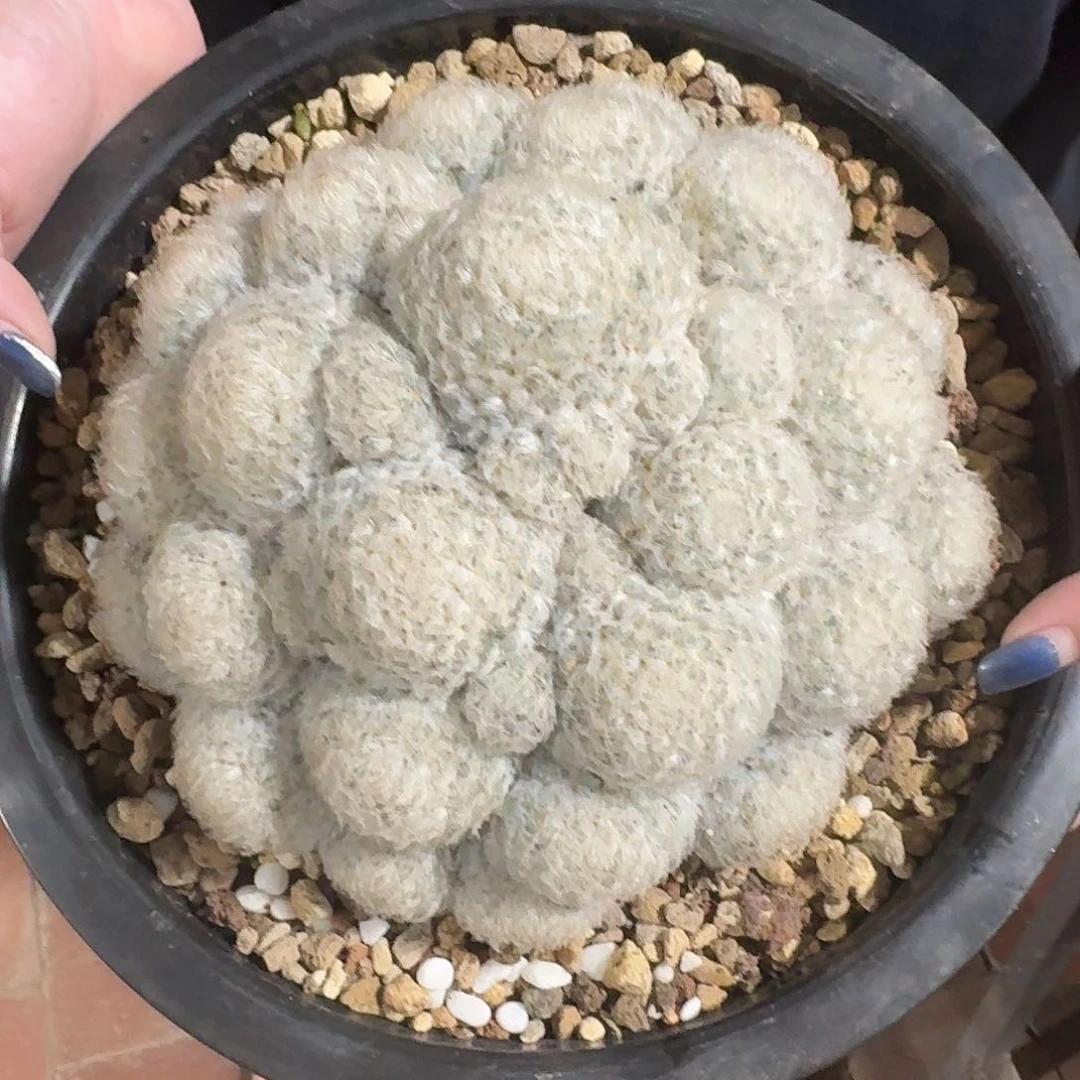 实生白星仙人球大冠幅