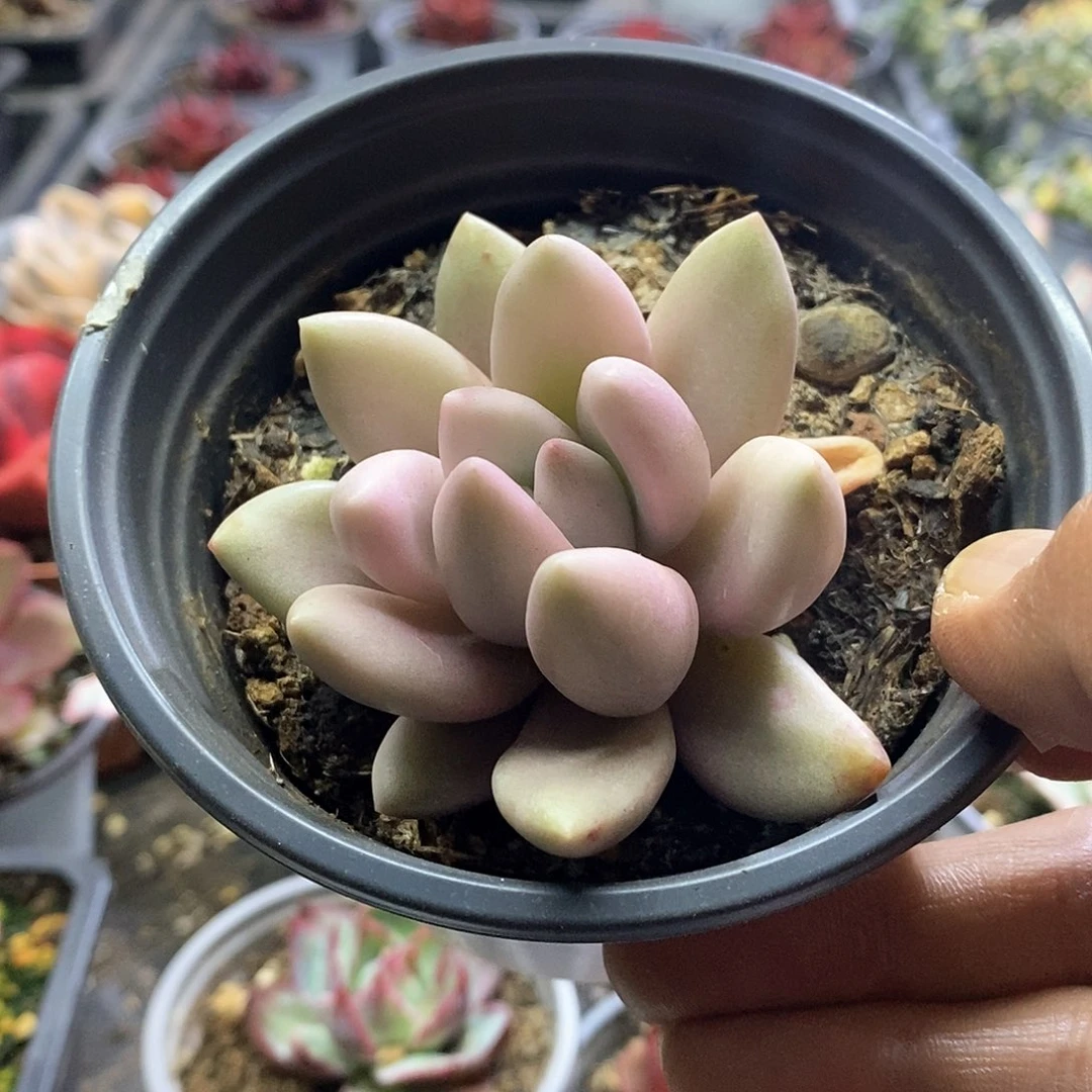 1431精美多肉桃花源锦