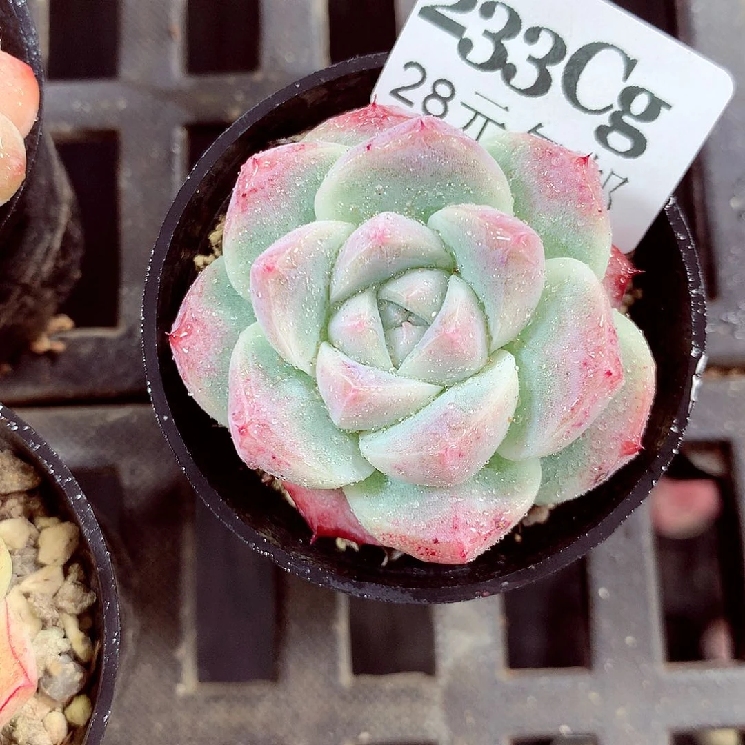 5厘米盆精控多肉233