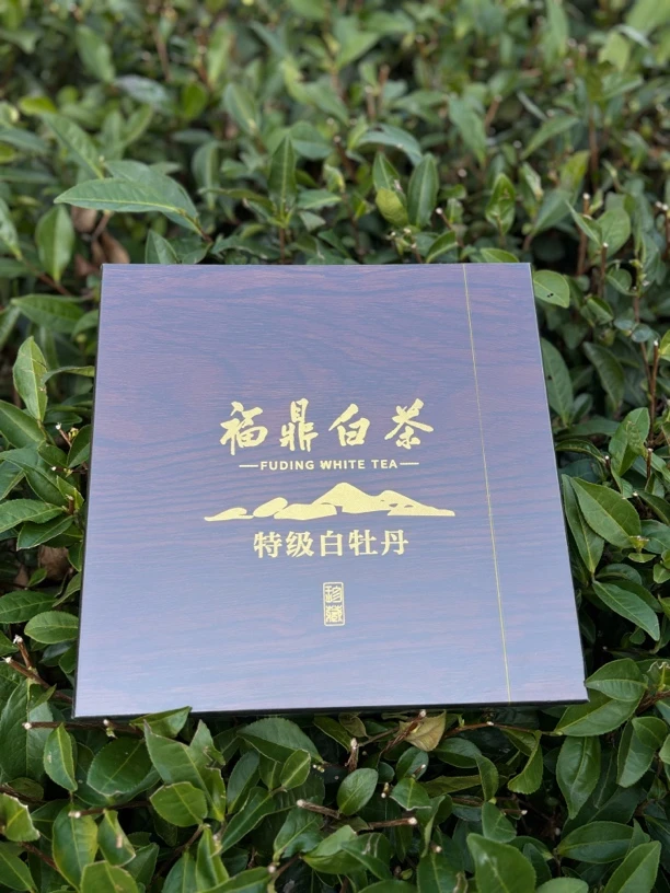 【送礼组合】白牡丹组合