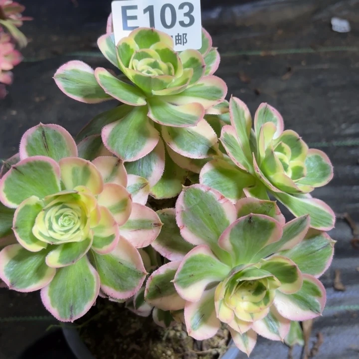 瑞妈一物一拍103，砍过侧枝