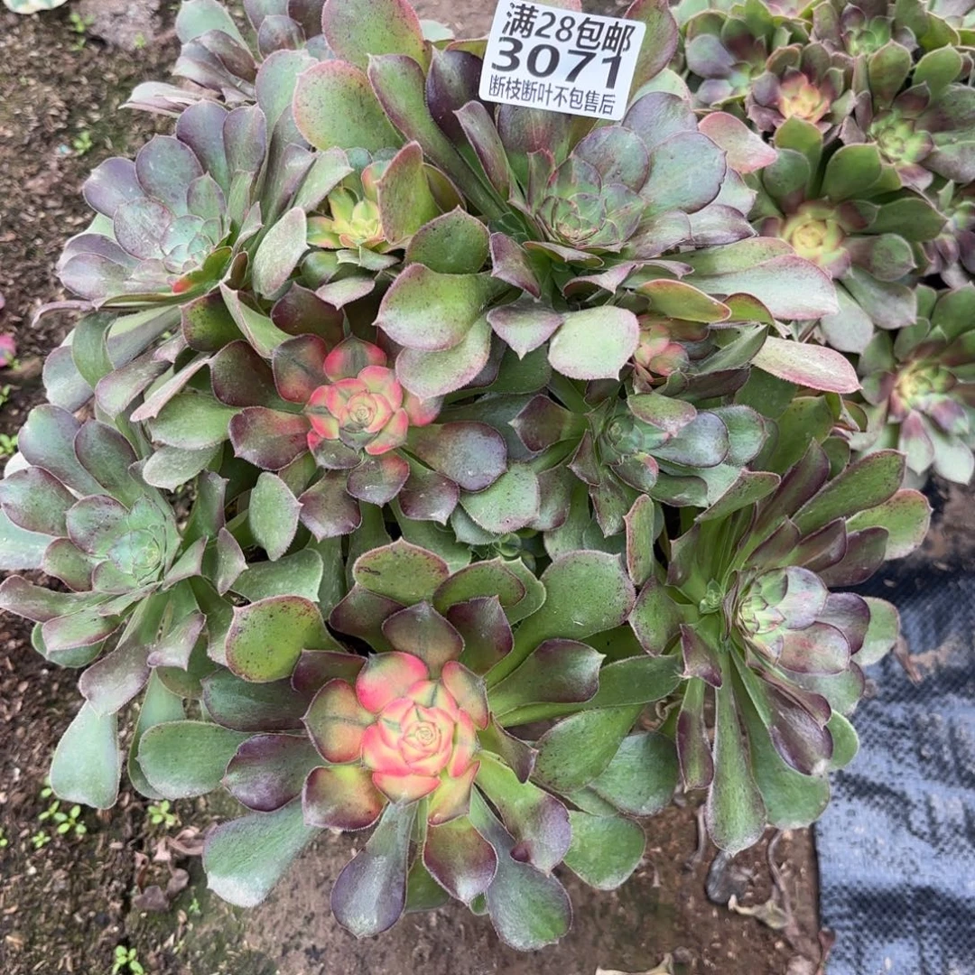 W. 3071七彩拉丝多肉1，babe