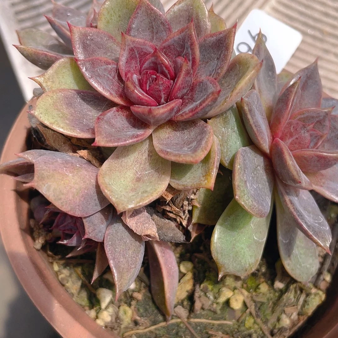 596。丰沛玫瑰。      白