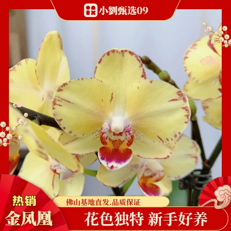 【金凤凰09】精品蝴蝶兰花卉盆栽佛山基地批发直播次日达