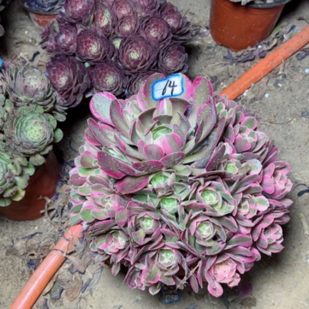 【闪购商品】多肉植物妖月64