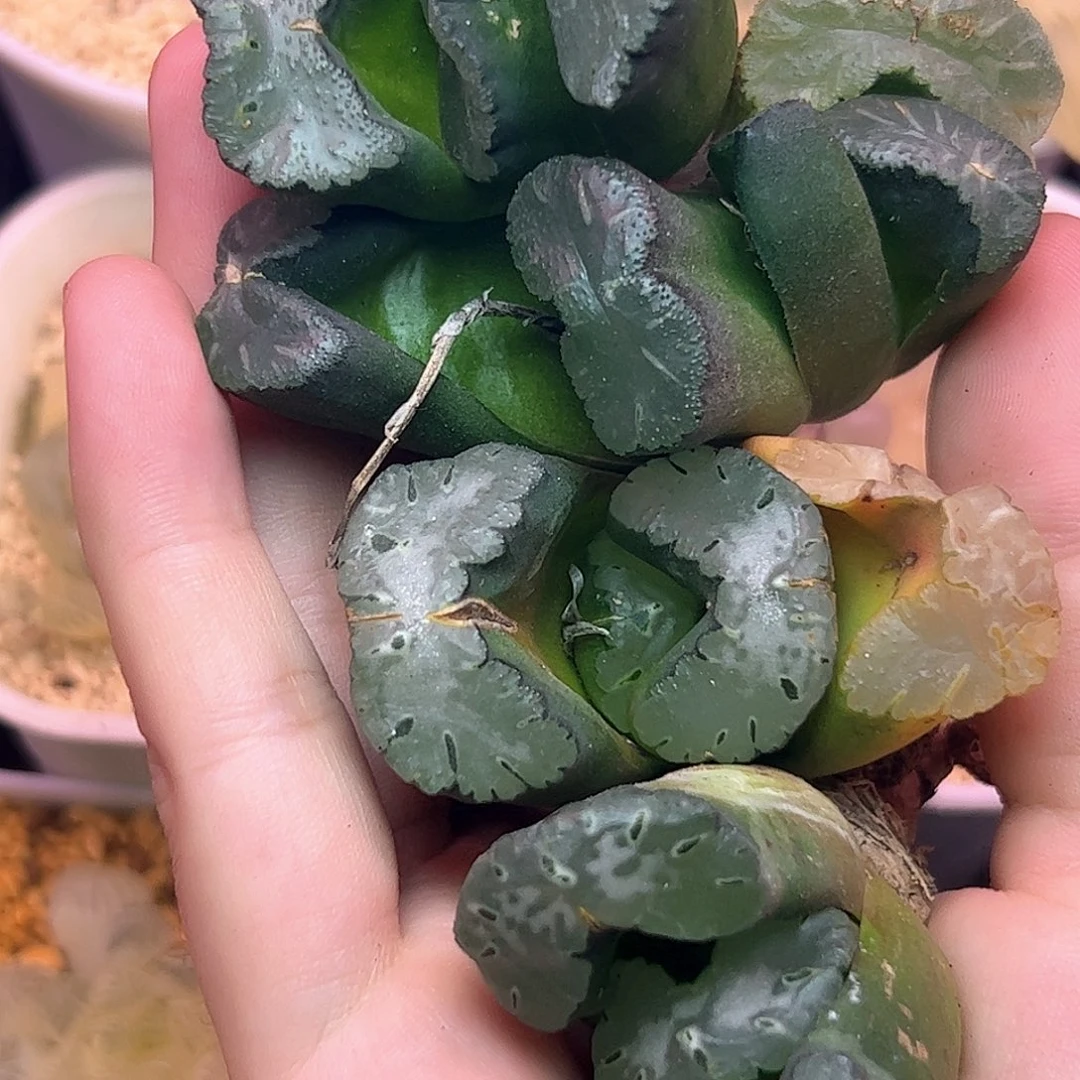 超值组合十二卷多肉
