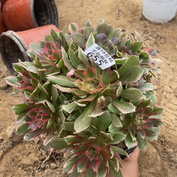 655光辉七彩手捧2号棚