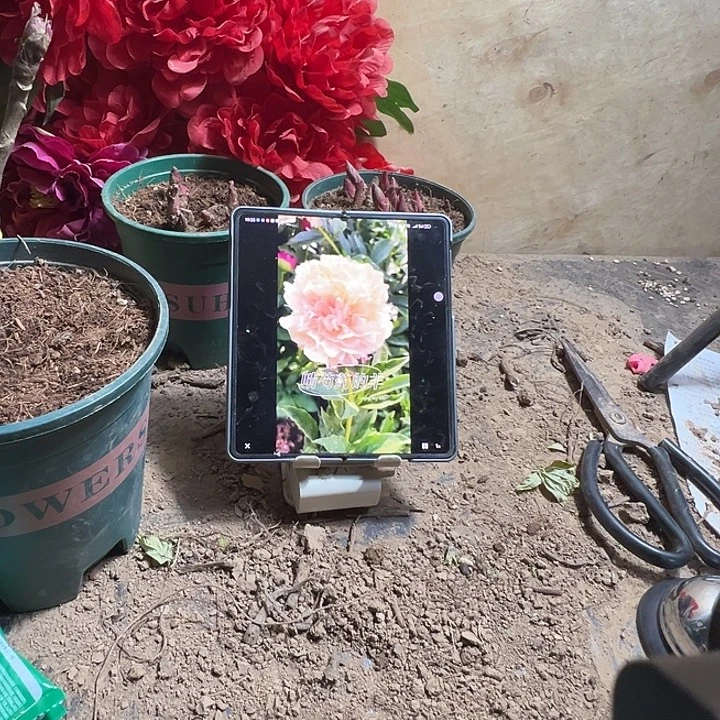 三***猫完全开放夏日光辉