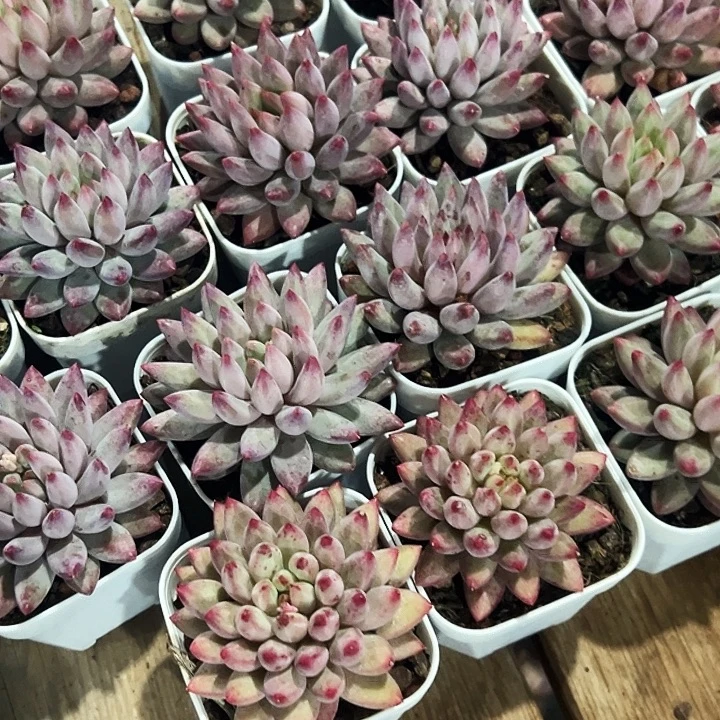 单头         金鱼姬